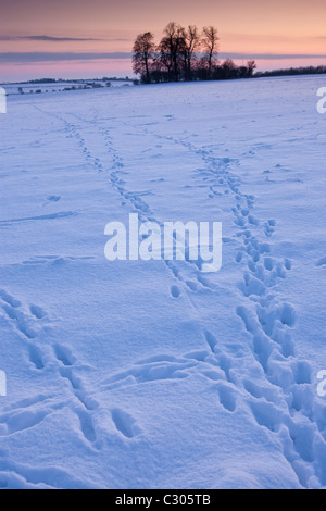 Le tracce degli animali attraverso il campo nei tradizionali scena di neve in Cotswolds, Swinbrook, Oxfordshire, Regno Unito Foto Stock