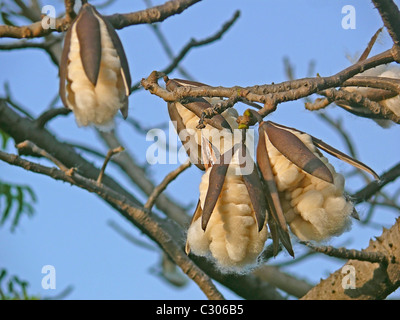 Bombax Ceiba, seta rossa Cotton Tree Foto Stock