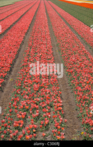 Righe piene di tulipani rossi nei Paesi Bassi Foto Stock