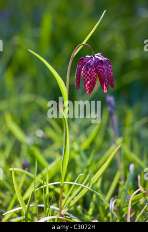 Fritillary Snakeshead primavera ed estate perenne fiori in un giardino in Cornovaglia, England, Regno Unito Foto Stock