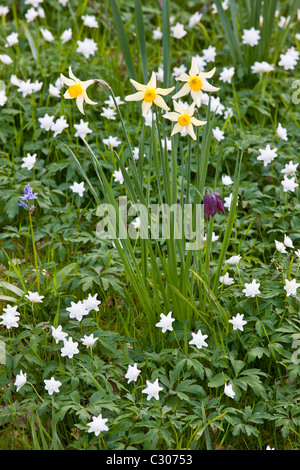 La primavera e l'estate fiori perenni, snakeshead fritillary, narcisi, bluebell in un giardino in Cornovaglia, England, Regno Unito Foto Stock