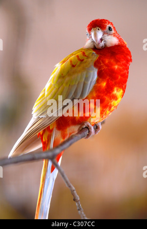 Closeup Eastern Rosella (Platycercus eximius) sul pesce persico Foto Stock