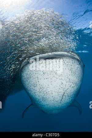 Squalo balena (Rhincodon typus) alimentazione su baitball di silversides Foto Stock