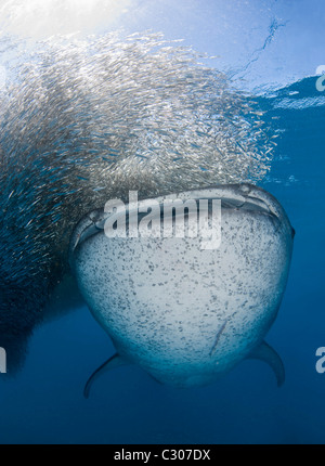 Squalo balena (Rhincodon typus) alimentazione su baitball di silversides Foto Stock