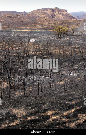 Conseguenze degli incendi che hanno devastato la terra ranch vicino a Marfa e Fort Davis, West Texas. Foto Stock