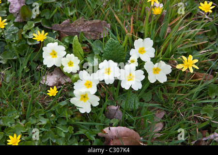 La primavera e l'estate siepe di fiori selvaggi Primrose, Primula vulgaris, Lesser Celandine, ed erba in Cornovaglia, England, Regno Unito Foto Stock