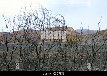 Conseguenze degli incendi che hanno devastato la terra ranch vicino a Marfa e Fort Davis, West Texas. Foto Stock