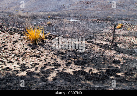 Conseguenze degli incendi che hanno devastato la terra ranch vicino a Marfa e Fort Davis, West Texas. Foto Stock