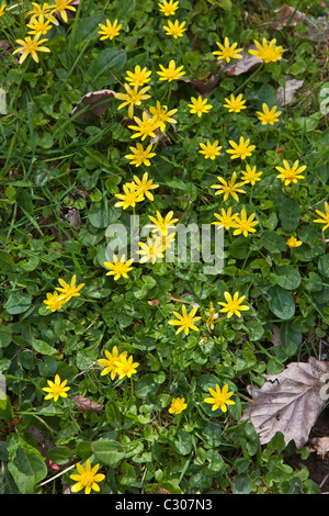 La primavera e l'estate siepe di fiori selvaggi Lesser Celandine, ed erba in Cornovaglia, England, Regno Unito Foto Stock