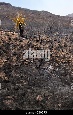 Conseguenze degli incendi che hanno devastato la terra ranch vicino a Marfa e Fort Davis, West Texas. Foto Stock