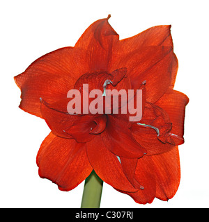 Amaryllis fiore su fondo bianco Foto Stock