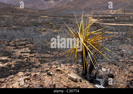 Conseguenze degli incendi che hanno devastato la terra ranch vicino a Marfa e Fort Davis, West Texas. Foto Stock