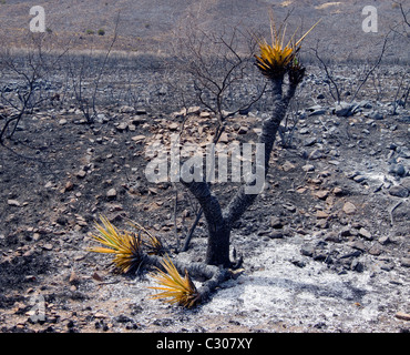 Conseguenze degli incendi che hanno devastato la terra ranch vicino a Marfa e Fort Davis, West Texas. Foto Stock