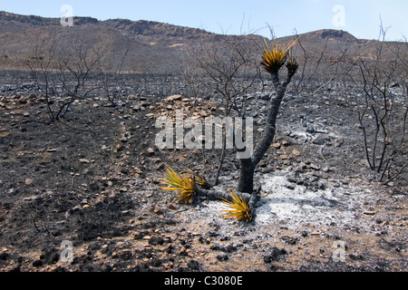 Conseguenze degli incendi che hanno devastato la terra ranch vicino a Marfa e Fort Davis, West Texas. Foto Stock