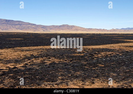 Conseguenze degli incendi che hanno devastato la terra ranch vicino a Marfa e Fort Davis, West Texas. Foto Stock