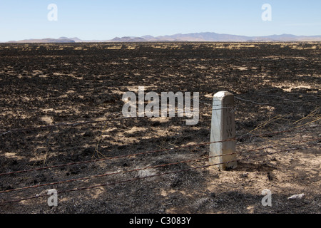 Conseguenze degli incendi che hanno devastato la terra ranch vicino a Marfa e Fort Davis, West Texas. Foto Stock