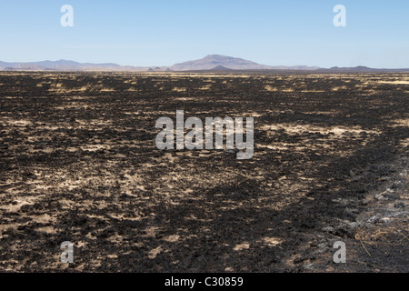 Conseguenze degli incendi che hanno devastato la terra ranch vicino a Marfa e Fort Davis, West Texas. Foto Stock