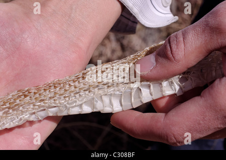 Uomo con un vuoto di pelle di serpente Foto Stock
