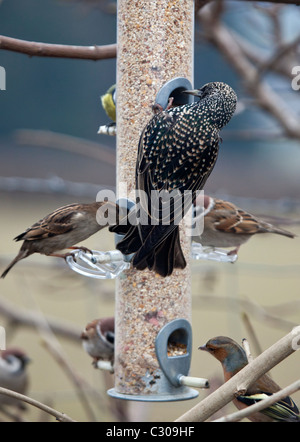 Uccelli selvatici su bird feeder in inverno Foto Stock