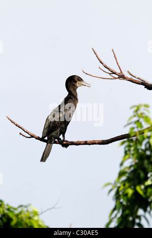 Little-nero, cormorano Phalacrocorax sulcirostris,singolo uccello sul ramo, Bali, Indonesia, Marzo 2011 Foto Stock