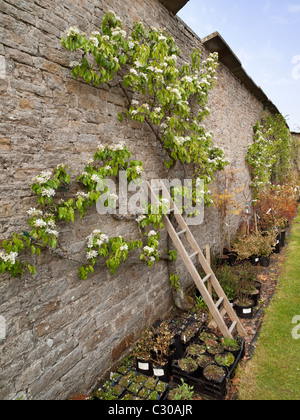 Un albero di mele spalliera in fiore su un muro di pietra a Eggleston Co. Durham Foto Stock