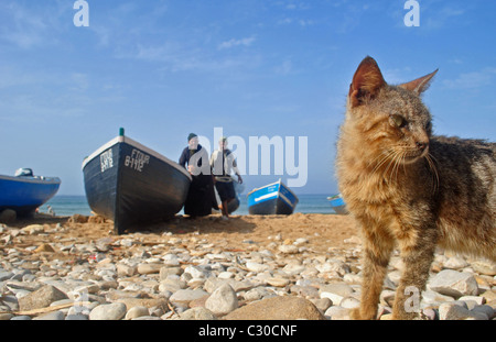 Gatto e barche di pescatori sulla spiaggia di Taghazout, Marocco Foto Stock