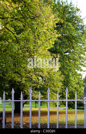 City Park, Launceston, Tasmania - Autunno alberi con verde e foglie di colore arancione Foto Stock