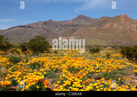 Papaveri nel deserto di El Paso, Texas in primavera Foto Stock