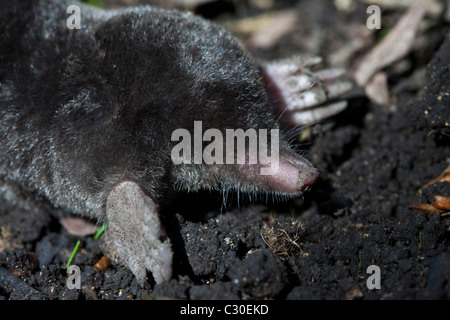 Unione mole, Talpa Europaea, in un giardino di campagna, il Costwolds, Oxfordshire, Regno Unito Foto Stock