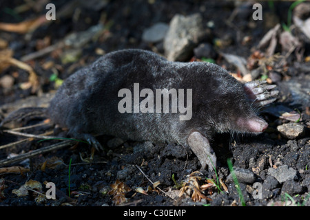 Unione mole, Talpa Europaea, in un giardino di campagna, il Costwolds, Oxfordshire, Regno Unito Foto Stock