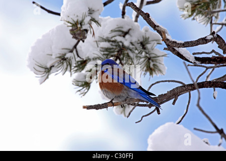 Western bluebird appollaiato sul ramo della coperta di neve pino in Arizona Foto Stock