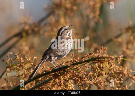 Passero brano cantando Foto Stock