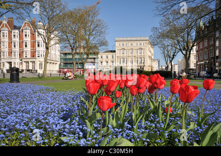 Piazza Palmeria in Brighton e Hove in primavera con tulipani rossi e minuscoli fiori blu dimenticare-me-non, East Sussex, Inghilterra Foto Stock