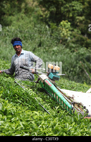 La raccolta di tè con macchinari in Boh piantagione di tè in Cameron Highlands. Brinchang, Cameron Highlands, Pahang, Malaysia Foto Stock