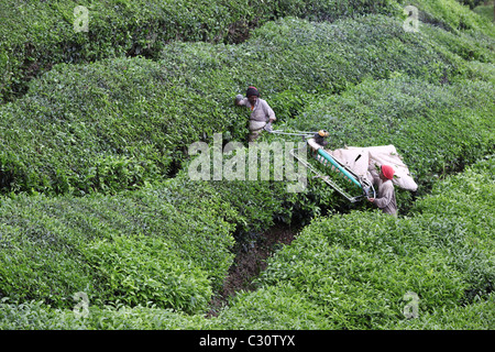 La raccolta di tè con macchinari in Boh piantagione di tè in Cameron Highlands. Brinchang, Cameron Highlands, Pahang, Malaysia Foto Stock