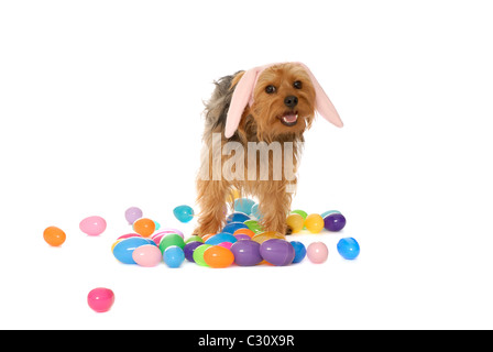 Yorkshire Terrier cane indossando orecchie di coniglietto, circondato da uova di Pasqua Foto Stock