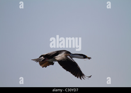 Blue-eyed shag in volo con materiali di nidificazione vicino Shag Rocks, Sud Atlantico Foto Stock