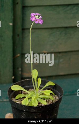 Bird's-eye Primrose, primula farinosa Foto Stock
