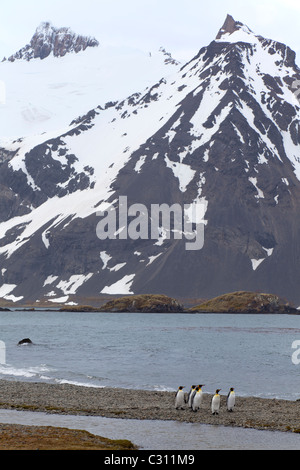 Re pinguini sulla costa a Peggotty Bluff, re Haakon Bay, Isola Georgia del Sud Foto Stock