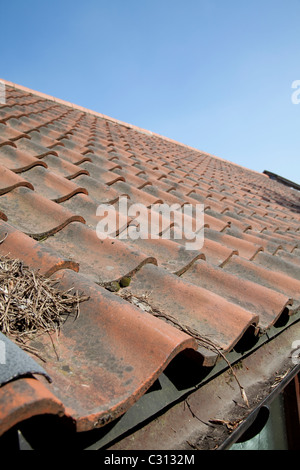 Le tegole di un tetto di un edificio England Regno Unito Foto Stock