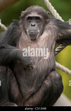 Uno scimpanzé Pan troglodytes in zoo Foto Stock Uno scimpanzé Pan troglodytes in zoo Foto Stock