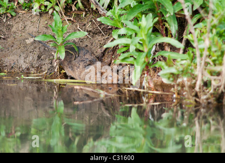 Acqua Vole circa per entrare in acqua da waterside burrow sul Fiume Windrush in Oxfordshire Foto Stock