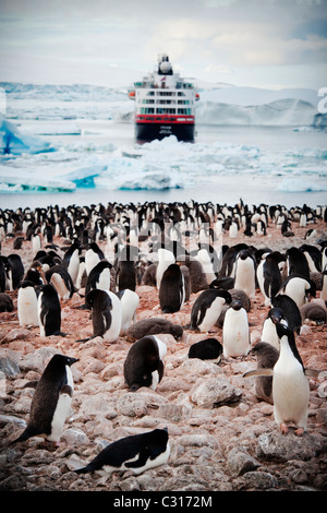 La colonia dei pinguini Adélie sull isola Paulet, Antartide con la nave in background. Foto Stock