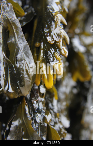 Alghe della sponda superiore Wrack a spirale, Fucus Spiralis Foto Stock