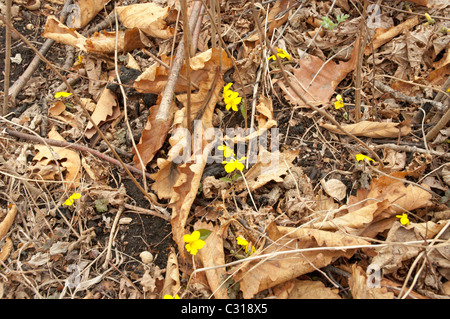 Lo scorso anno le foglie secche di una quercia e giallo giovani bucaneve Foto Stock