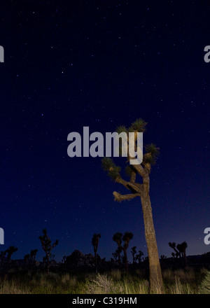 Notte stellata Joshua Tree panorama - Joshua Tree National Park, California USA Foto Stock