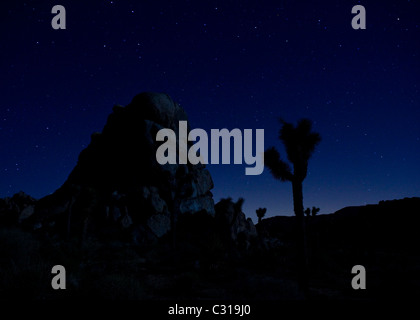 Silhouette di alberi di Joshua contro blu cielo notturno Foto Stock