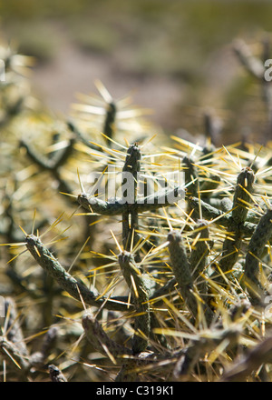 Pencil Cholla Cactus (Cylindropuntia ramosissima) - Deserto Mojave, California USA Foto Stock