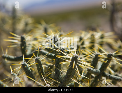 Pencil Cholla Cactus (Cylindropuntia ramosissima) - Deserto Mojave, California USA Foto Stock