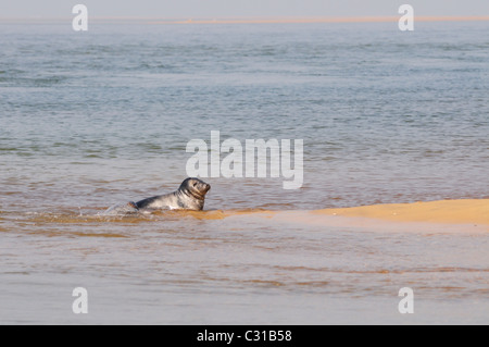 Guarnizione comune, Phoca vitulina, al punto Blakeney, Norfolk, Inghilterra, Regno Unito Foto Stock